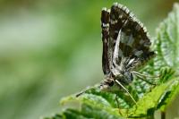 Pyrgus armoricanus