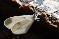 Leptidea sinapis