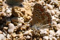 Aricia agestis