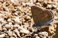Polyommatus icarus