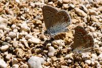 Aricia agestis
