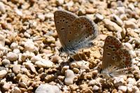 Polyommatus icarus