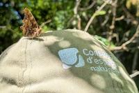 Polygonia c-album