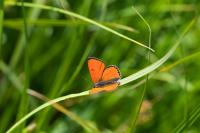 Lycaena dispar