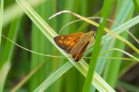 Ochlodes sylvanus