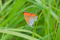 Lycaena dispar
