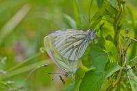 Pieris napi