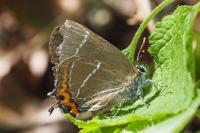 Satyrium w-album