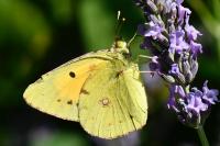 Colias crocea