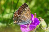 Eumedonia eumedon