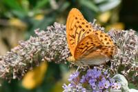 Argynnis paphia
