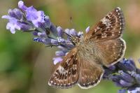 Erynnis tages