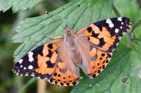 Vanessa cardui