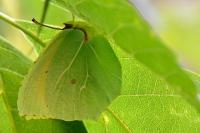 Gonepteryx cleopatra