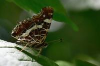 Araschnia levana