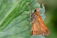Ochlodes sylvanus