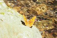 Polygonia c-album