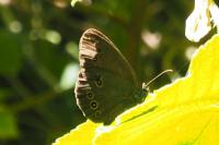 Aphantopus hyperantus