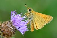Ochlodes sylvanus