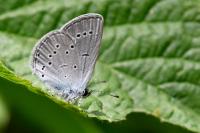 Cupido minimus