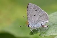 Celastrina argiolus