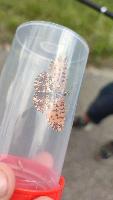 Boloria dia
