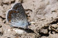Polyommatus icarus