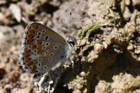 Aricia agestis