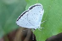 Celastrina argiolus
