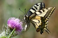 Papilio machaon