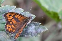 Lasiommata megera