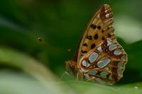 Issoria lathonia