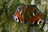 Aglais io