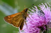 Ochlodes sylvanus