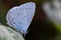 Celastrina argiolus