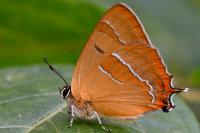 Thecla betulae