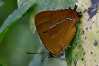 Thecla betulae