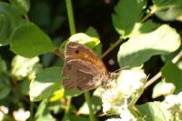 Coenonympha pamphilus
