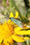 Adscita sp.