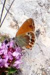Coenonympha gardetta