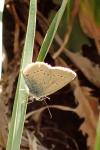 Cupido minimus