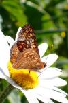 Euphydryas aurinia sareptana