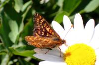 Euphydryas aurinia sareptana