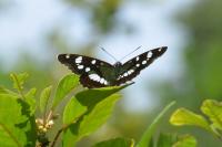 Limenitis reducta