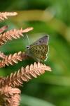 Lycaena tityrus