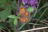 Pyronia tithonus