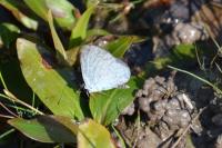 Celastrina argiolus