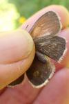 Coenonympha glycerion