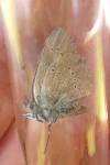 Cyaniris semiargus
