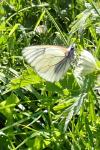 Aporia crataegi